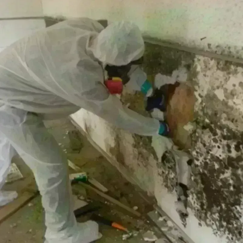 Mold Remediation and Removal in Evadale, TX